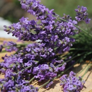 Lavendel